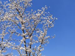 -顾村公园
