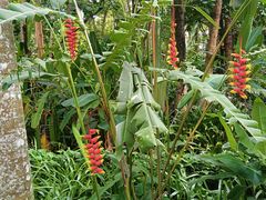 -中国科学院西双版纳热带植物园