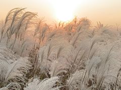 -盘龙城国家考古遗址公园