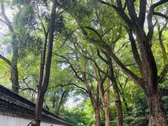 -上海佘山国家森林公园天马山园