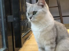 -Meowの猫咖(万家丽店)