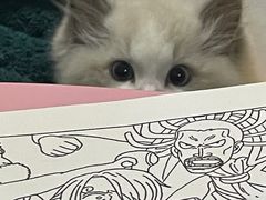 -欣宠猫屋·矮脚拿破仑·蓝金金渐层