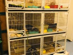 -猫色咖啡·猫咖