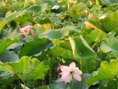 -西湖外事游船(湖滨二公园外事游船码头)