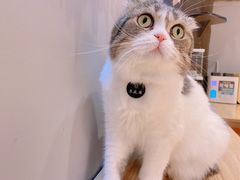-啵啵喵·猫咖(攀华国际店)