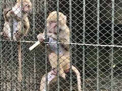 -深圳野生动物园