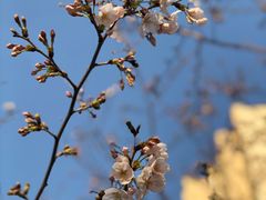 -高东镇樱花园