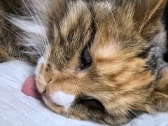 -纳吉亚猫专科动物诊疗中心(蒋宅口分院)