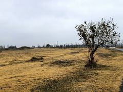 -盐城丹顶鹤湿地生态旅游区