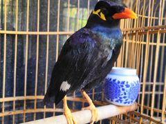 八哥-到家尝北京菜(西坝河店)