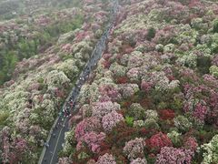 -贵州百里杜鹃风景名胜区