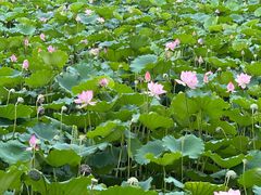 -荔湾湖公园
