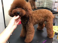 -小尾巴宠物店(万科·金域华庭店)