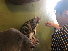 -猫猫幼稚园·撸猫·桌游·电玩