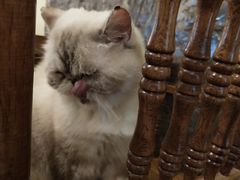 -猫色咖啡·猫咖