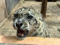 -青藏高原野生动物园