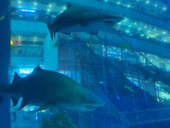 -成都浩海立方海洋公园