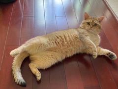 -东方名猫馆·英短金渐层布偶猫舍(环线广场1号楼店)