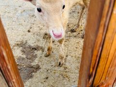 -北京鹿世界主题园