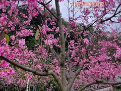 -广州市帽峰山景区