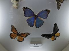-上海大自然野生昆虫馆(东方明珠·爬宠昆虫探索中心)
