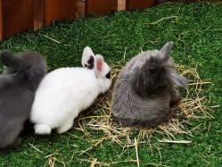 -派对猴生日派对策划