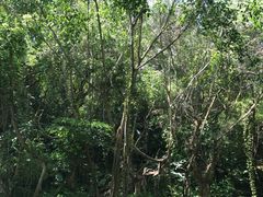 -绿光森林餐厅