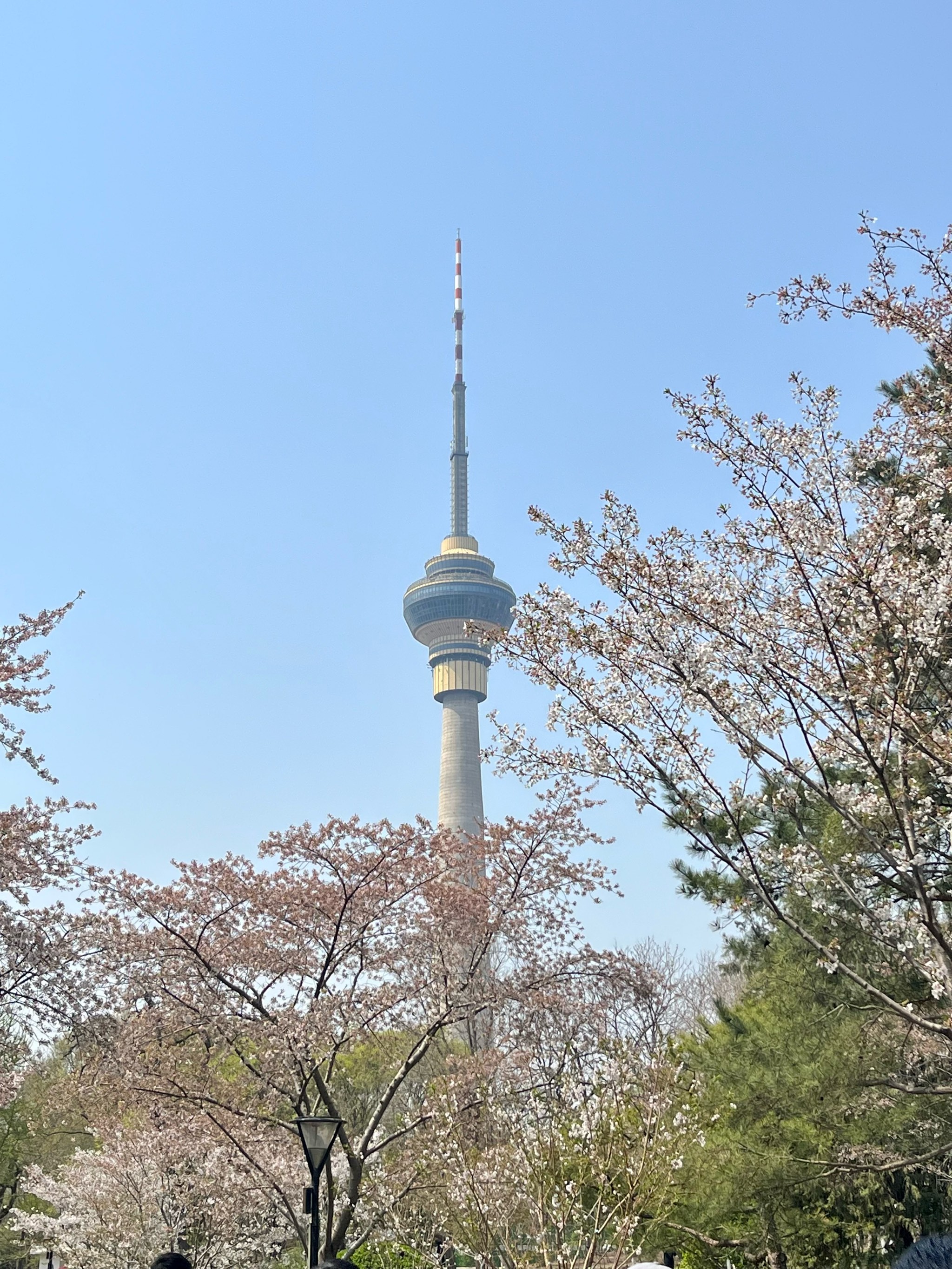 辽宁省朝阳市樱花节图片