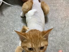 -安安宠医·安宠宠物医院