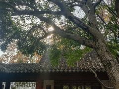 -秋霞圃