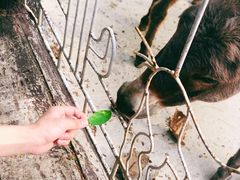 -清迈夜间动物园