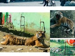 -栾川竹海野生动物园