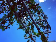 -三圣花乡旅游区