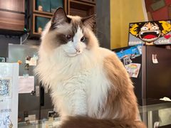 -咖法森林·咖啡  酒吧(天河店)