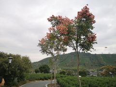 -帐篷客·溪龙茶谷度假酒店