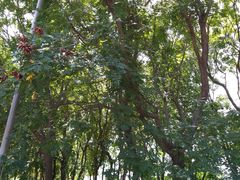 -朝阳公园游乐园