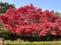 -CoCo都可(香港名都店)