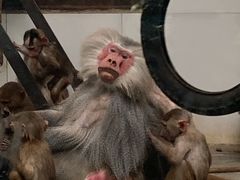 -西安秦岭野生动物园