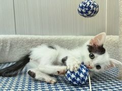 -东莞宠友24H宠物中心医院·转诊夜诊·异宠(新河北路院)