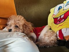 -新沙洞咖啡(泉乐坊店)