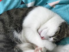-瑞鹏宠物医院·骨科·猫科·内科(第一中心)