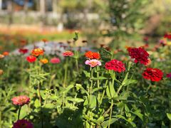 -永定河休闲森林公园