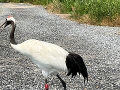 -盐城丹顶鹤湿地生态旅游区