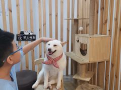 -柴迷FANS CLUB·柴犬狗咖·猫咖
