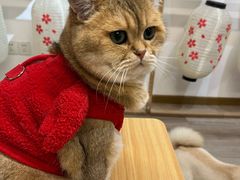 -柴迷FANS CLUB·柴犬狗咖·猫咖
