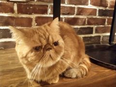 -猫友咖啡店(玉林西路店)