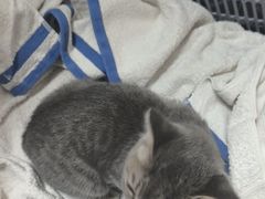 -宠福鑫动物医院(望京分院)