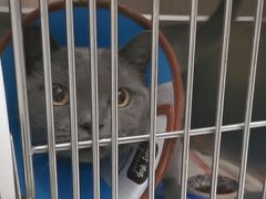 -瑞派康怡24h宠物医院·犬猫医疗中心·微创绝育(瑞景分院)