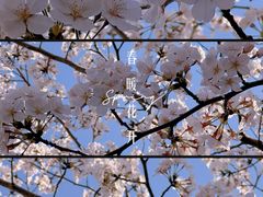 -高东镇樱花园