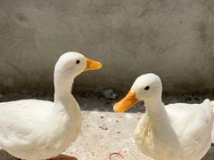 -前小桔亲子创意农场·草莓采摘·露营烧烤